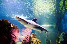 Sóstó Zoo Sóstó Zoo